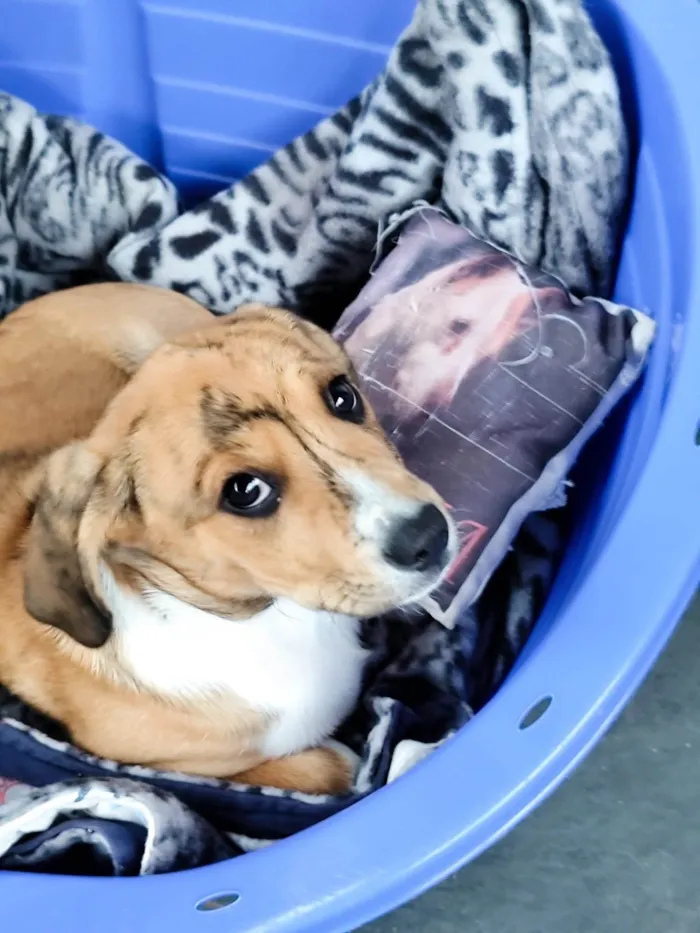 Cachorro ra a SRD-ViraLata idade 2 a 6 meses nome Léo 