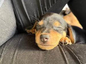 Cachorro raça SRD-ViraLata idade 2 a 6 meses nome Filhotes