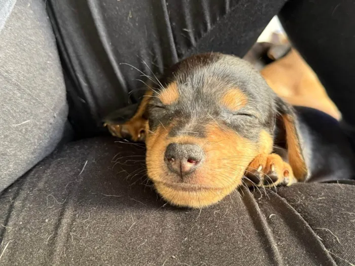 Cachorro ra a SRD-ViraLata idade 2 a 6 meses nome Filhotes