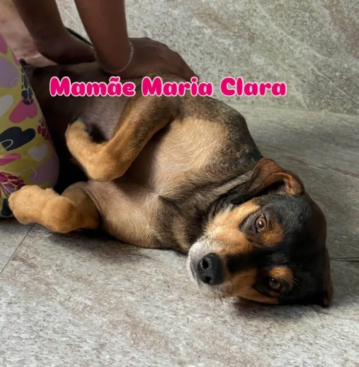 Cachorro ra a SRD-ViraLata idade 2 a 6 meses nome Filhotes
