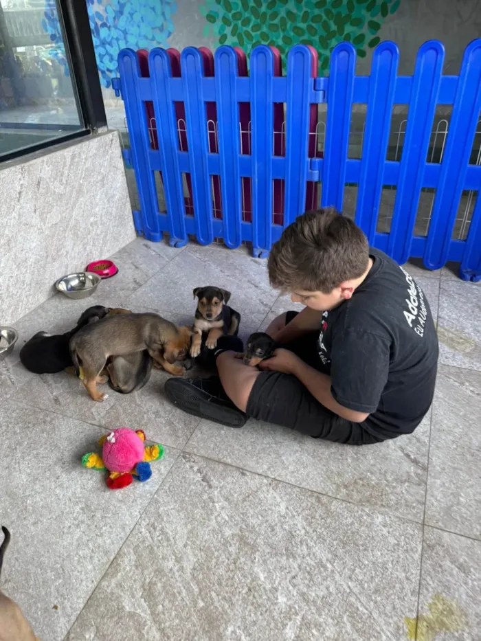Cachorro ra a SRD-ViraLata idade 2 a 6 meses nome Filhotes