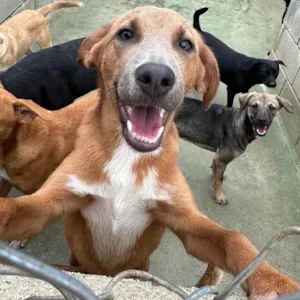 Cachorro raça SRD-ViraLata idade 1 ano nome London