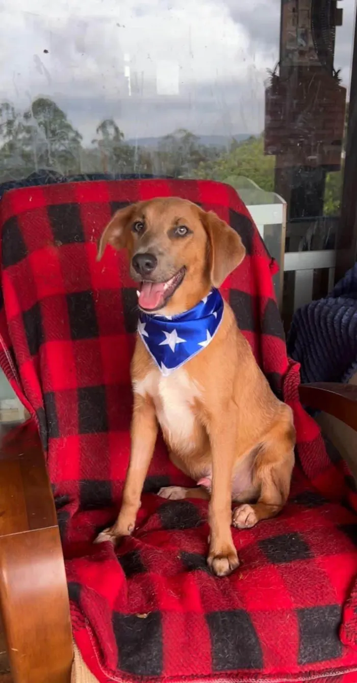 Cachorro ra a SRD-ViraLata idade 1 ano nome London