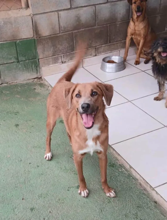 Cachorro ra a SRD-ViraLata idade 1 ano nome London