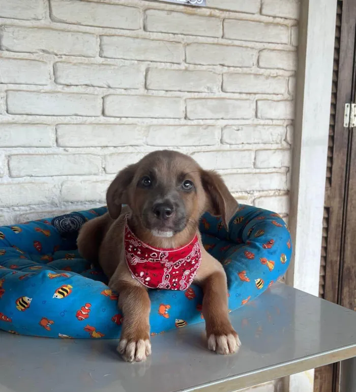 Cachorro ra a SRD-ViraLata idade 1 ano nome London
