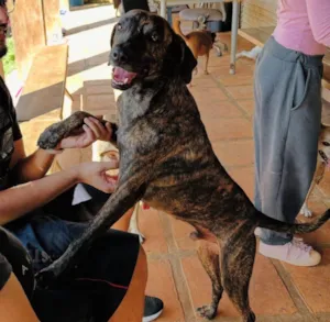 Cachorro raça SRD-ViraLata idade 3 anos nome Jean