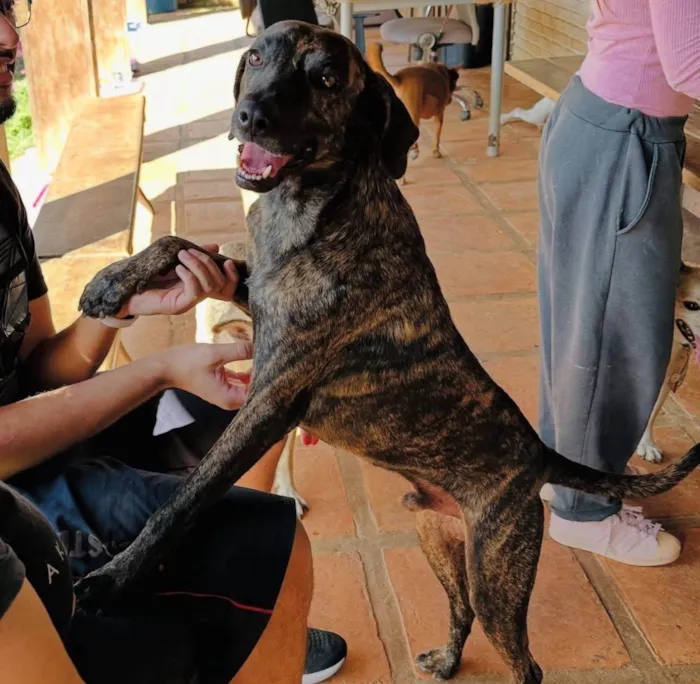 Cachorro ra a SRD-ViraLata idade 3 anos nome Jean