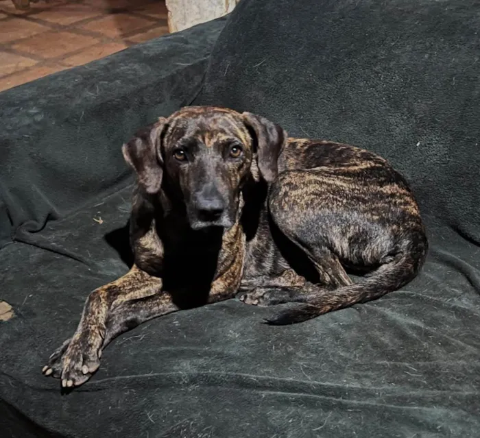 Cachorro ra a SRD-ViraLata idade 3 anos nome Jean