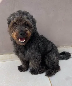 Cachorro raça Poodle idade 5 anos nome Dudu
