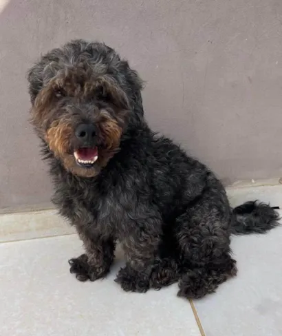 Cachorro raça Poodle idade 5 anos nome Dudu