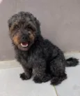 Dudu