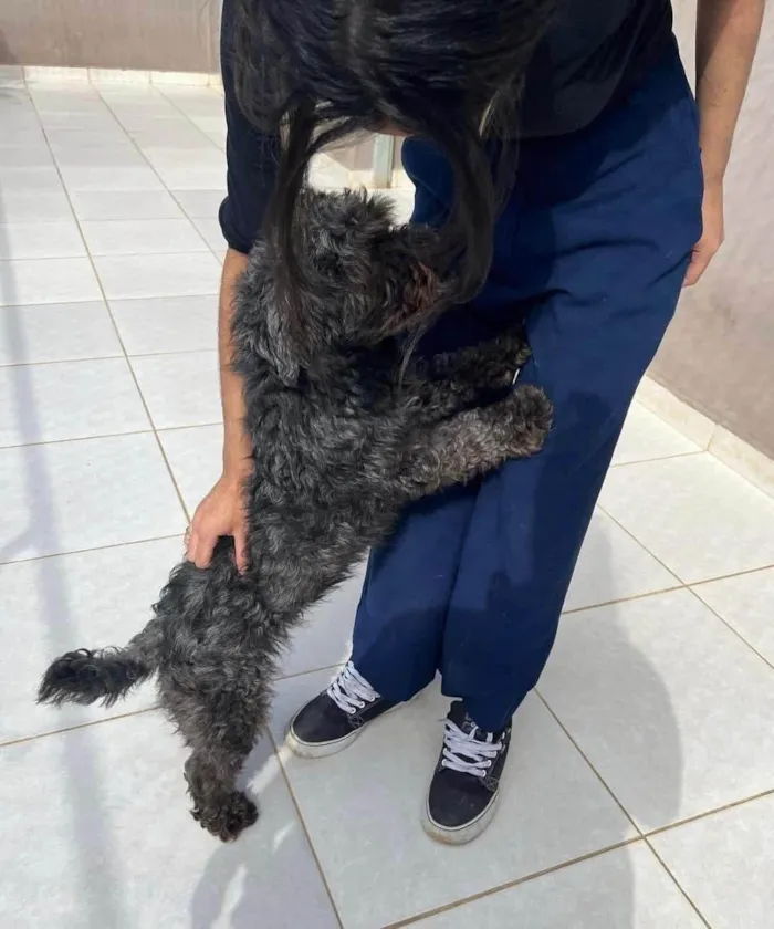 Cachorro ra a Poodle idade 5 anos nome Dudu