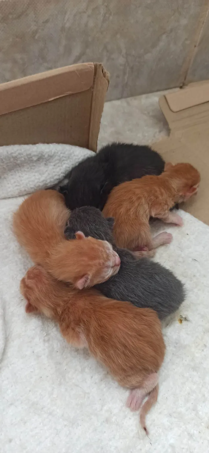 Gato ra a SRD-ViraLata idade Abaixo de 2 meses nome Antonio Celestrino Junior