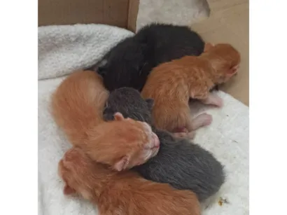Gato raça SRD-ViraLata idade Abaixo de 2 meses nome Antonio Celestrino Junior