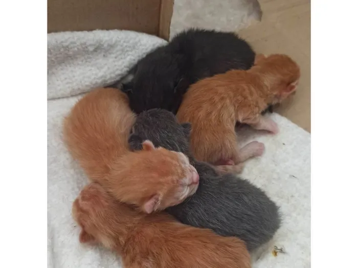 Gato ra a SRD-ViraLata idade Abaixo de 2 meses nome Antonio Celestrino Junior