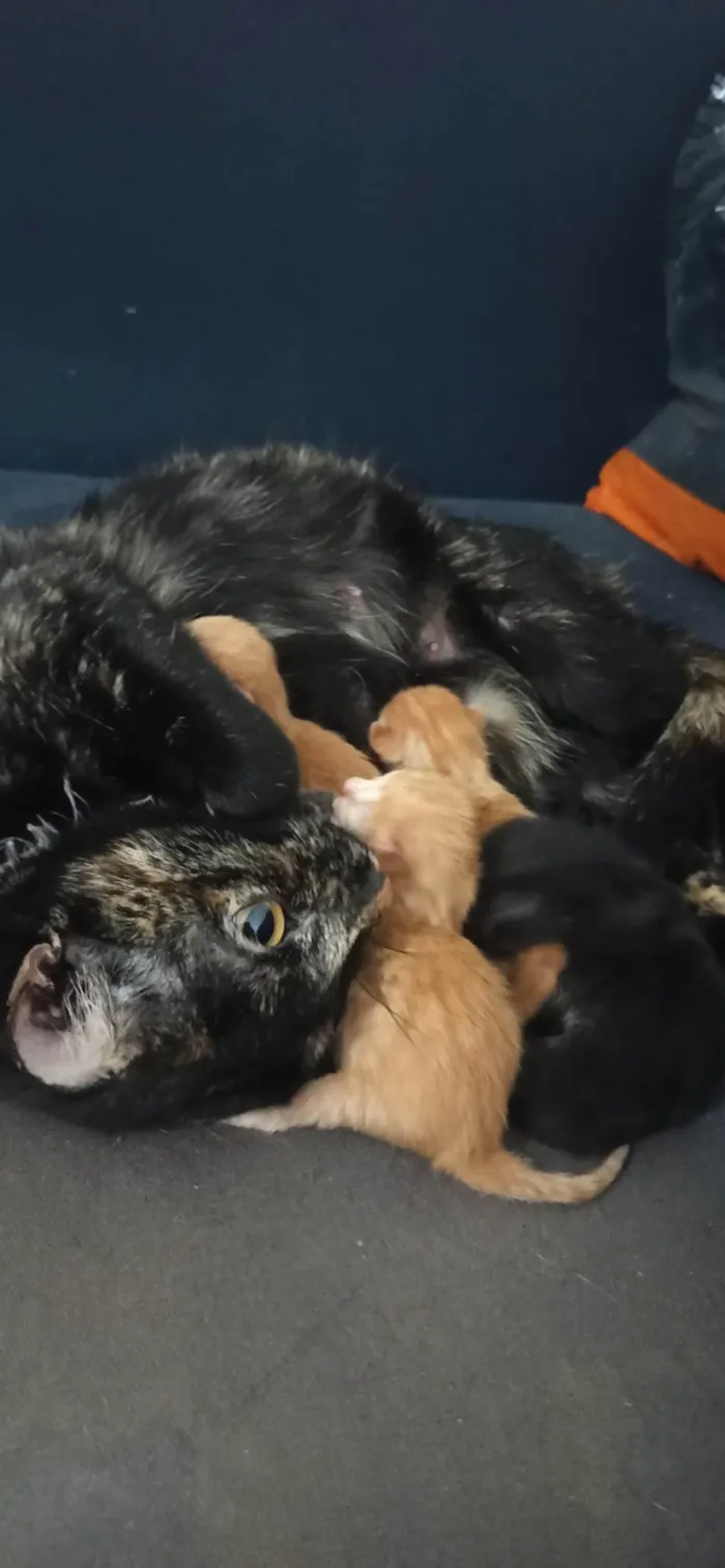 Gato ra a SRD-ViraLata idade Abaixo de 2 meses nome Antonio Celestrino Junior