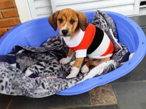 Cachorro raça SRD-ViraLata idade 2 a 6 meses nome Léo 