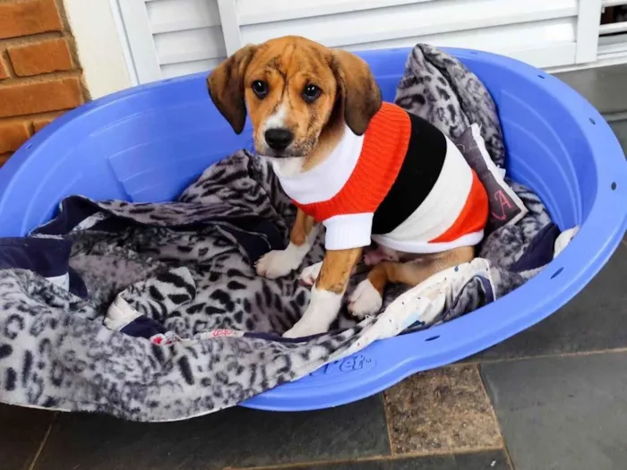Cachorro ra a SRD-ViraLata idade 2 a 6 meses nome Léo 