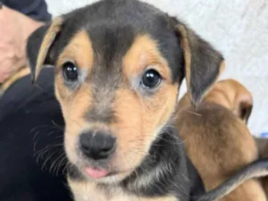 Cachorro raça SRD-ViraLata idade 2 a 6 meses nome Filhotes