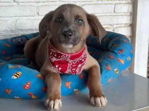 Cachorro raça SRD-ViraLata idade 1 ano nome London