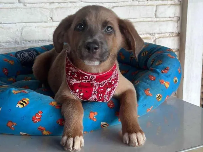 Cachorro ra a SRD-ViraLata idade 1 ano nome London
