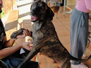 Cachorro raça SRD-ViraLata idade 3 anos nome Jean