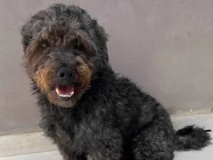 Cachorro raça Poodle idade 5 anos nome Dudu