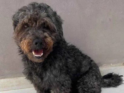 Cachorro raça Poodle idade 5 anos nome Dudu