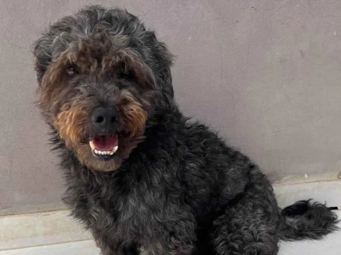Cachorro ra a Poodle idade 5 anos nome Dudu