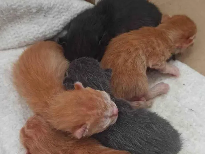 Gato ra a SRD-ViraLata idade Abaixo de 2 meses nome Antonio Celestrino Junior