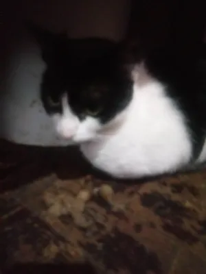 Gato raça SRD-ViraLata idade 4 anos nome Frutilyy