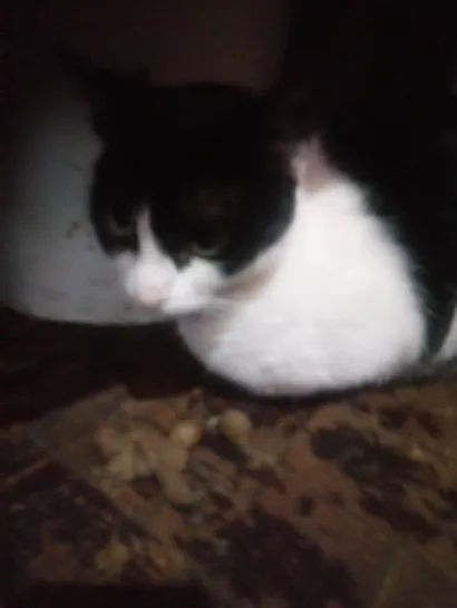 Gato raça SRD-ViraLata idade 4 anos nome Frutilyy