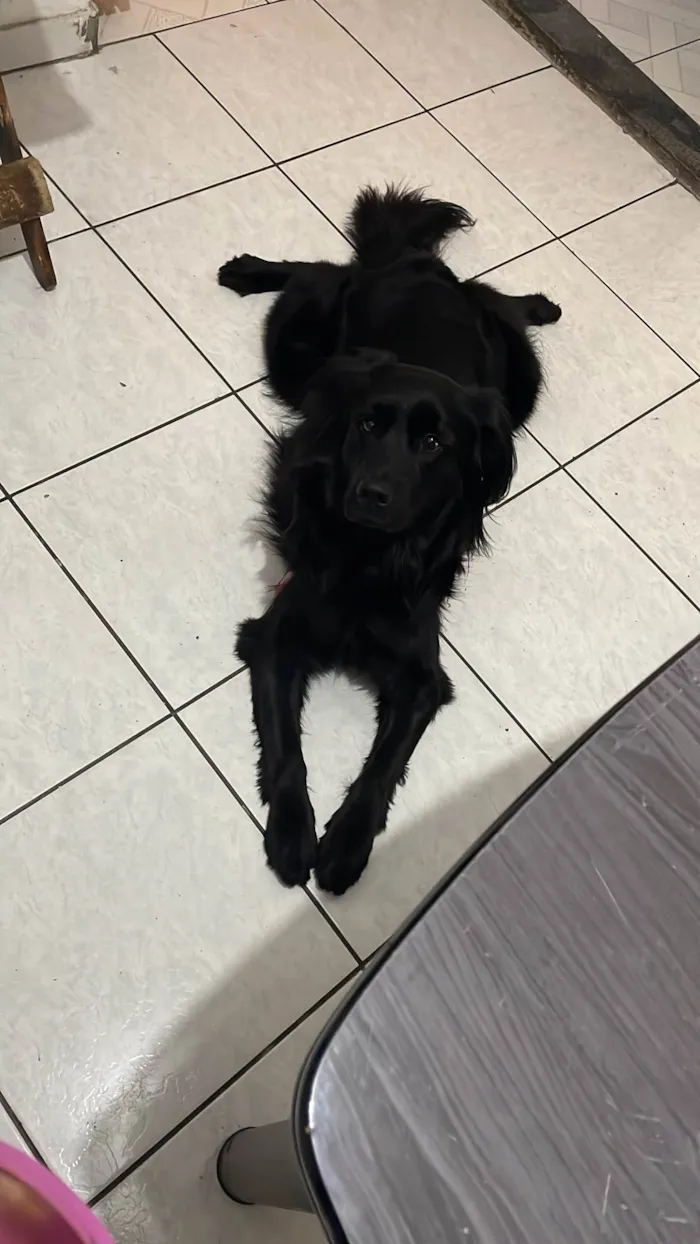 Cachorro ra a SRD-ViraLata idade 1 ano nome Pietra