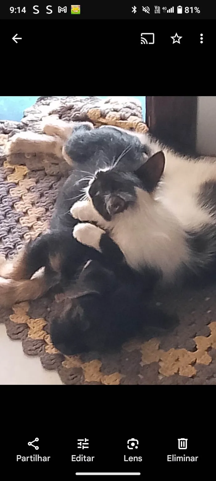 Gato ra a Exótico idade 2 a 6 meses nome Vitória Namora