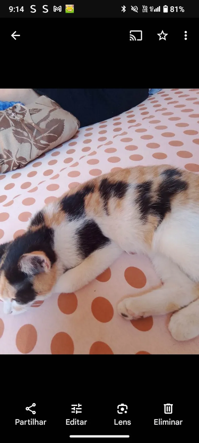 Gato ra a Exótico idade 2 a 6 meses nome Vitória Namora