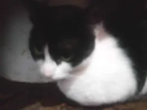 Gato raça SRD-ViraLata idade 4 anos nome Frutilyy