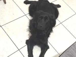 Cachorro raça SRD-ViraLata idade 1 ano nome Pietra