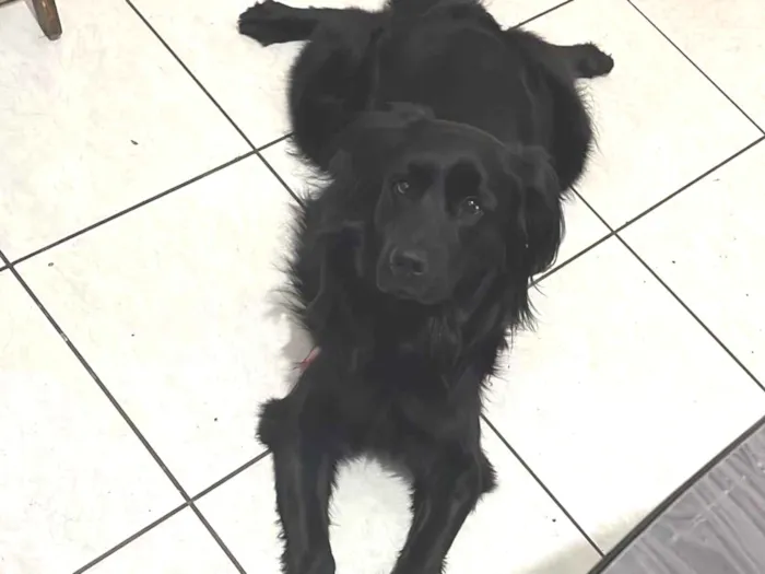 Cachorro ra a SRD-ViraLata idade 1 ano nome Pietra