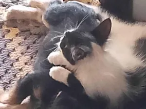Gato raça Exótico idade 2 a 6 meses nome Vitória Namora