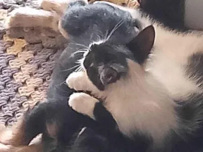 Gato raça Exótico idade 2 a 6 meses nome Vitória Namora