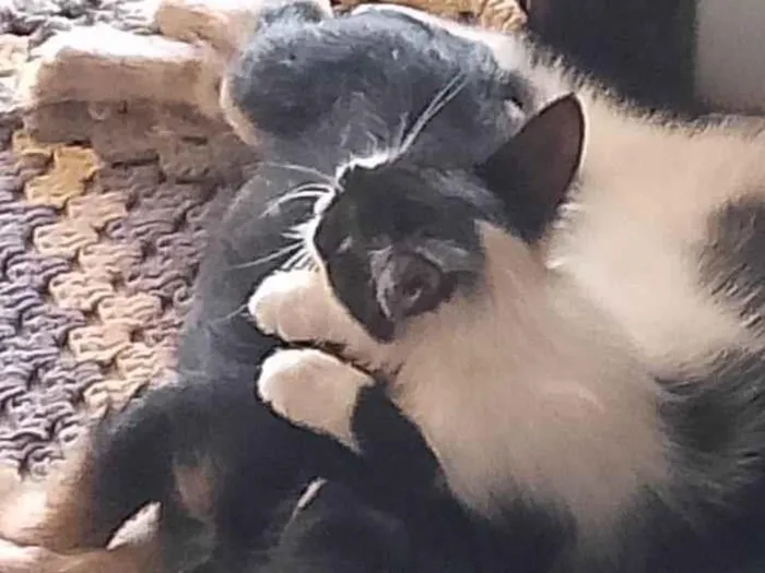 Gato ra a Exótico idade 2 a 6 meses nome Vitória Namora