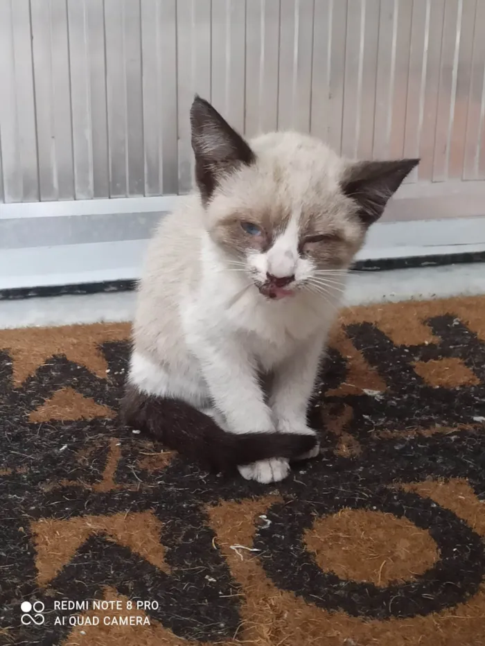 Gato ra a Exótico idade 2 a 6 meses nome Filhotes