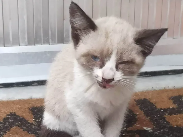 Gato ra a Exótico idade 2 a 6 meses nome Filhotes