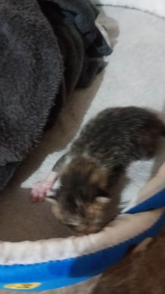 Gato ra a SRD-ViraLata idade Abaixo de 2 meses nome Estrela 