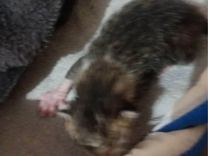 Gato ra a SRD-ViraLata idade Abaixo de 2 meses nome Estrela 