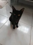 Black Kitkat