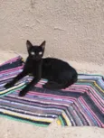 Black Kitkat