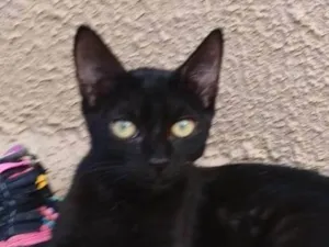 Gato raça SRD-ViraLata idade 2 a 6 meses nome Black Kitkat