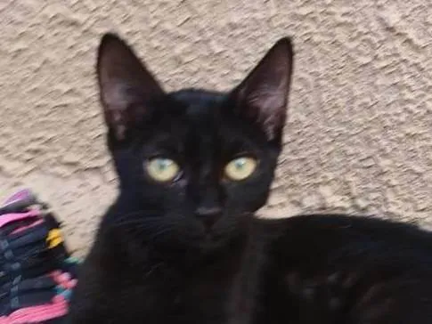 Gato ra a SRD-ViraLata idade 2 a 6 meses nome Black Kitkat