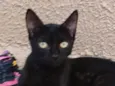 Black Kitkat